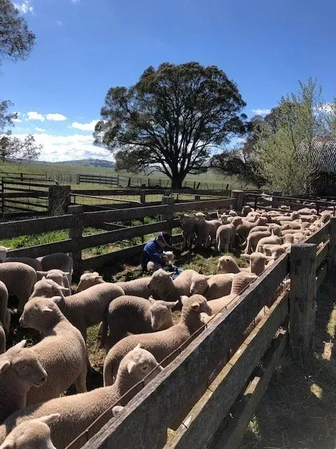 Bald Blair Angus