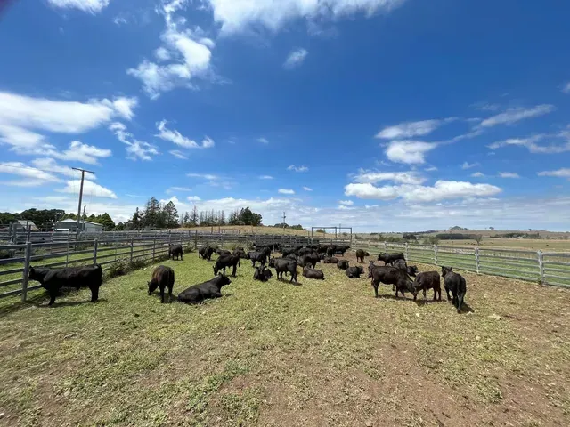 Bald Blair Angus Stud. Bull Sale Tuesday 5th August 2025.