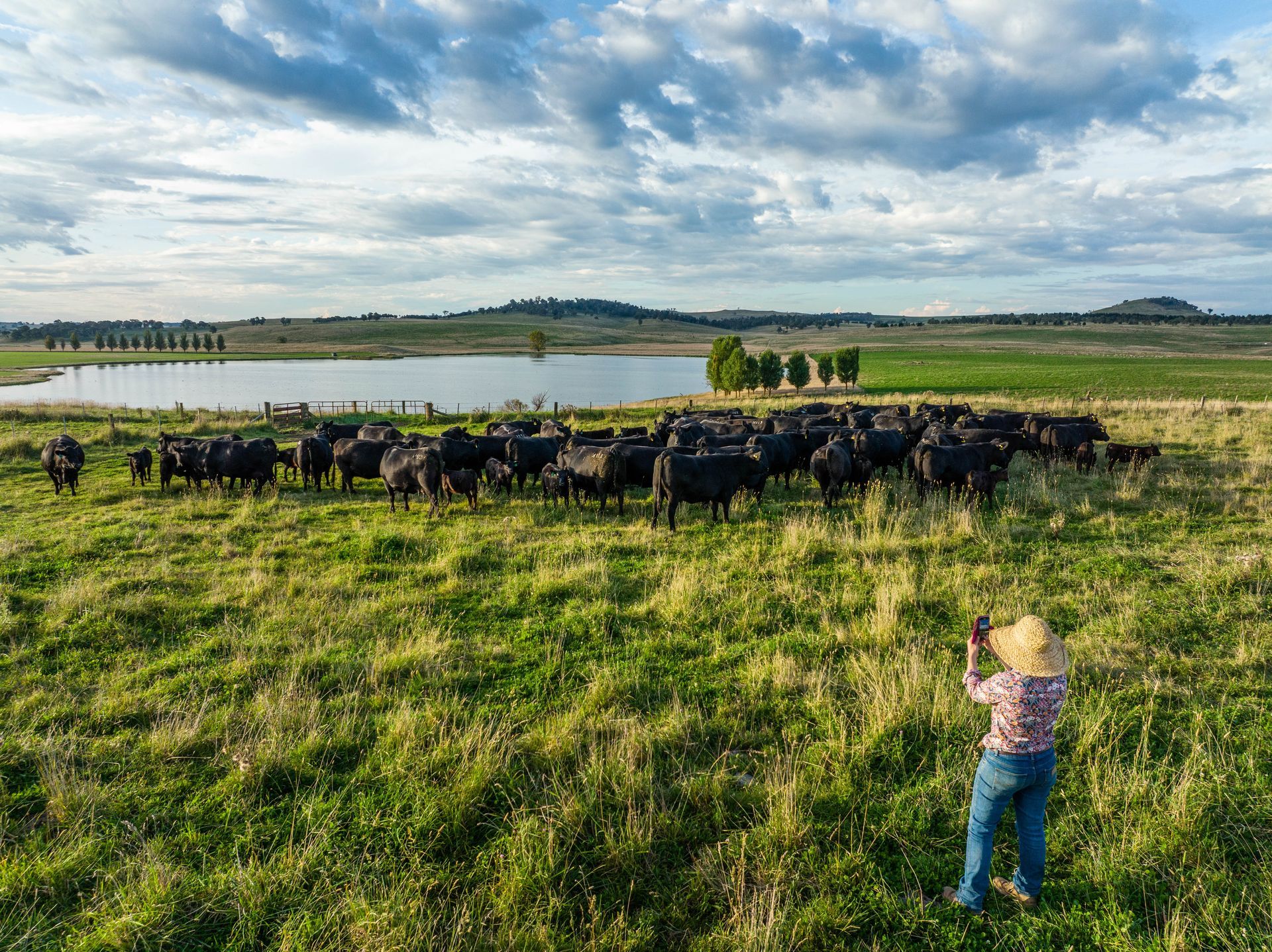 Bald Blair Angus Stud: Bull Sale Tuesday 5th August 2025