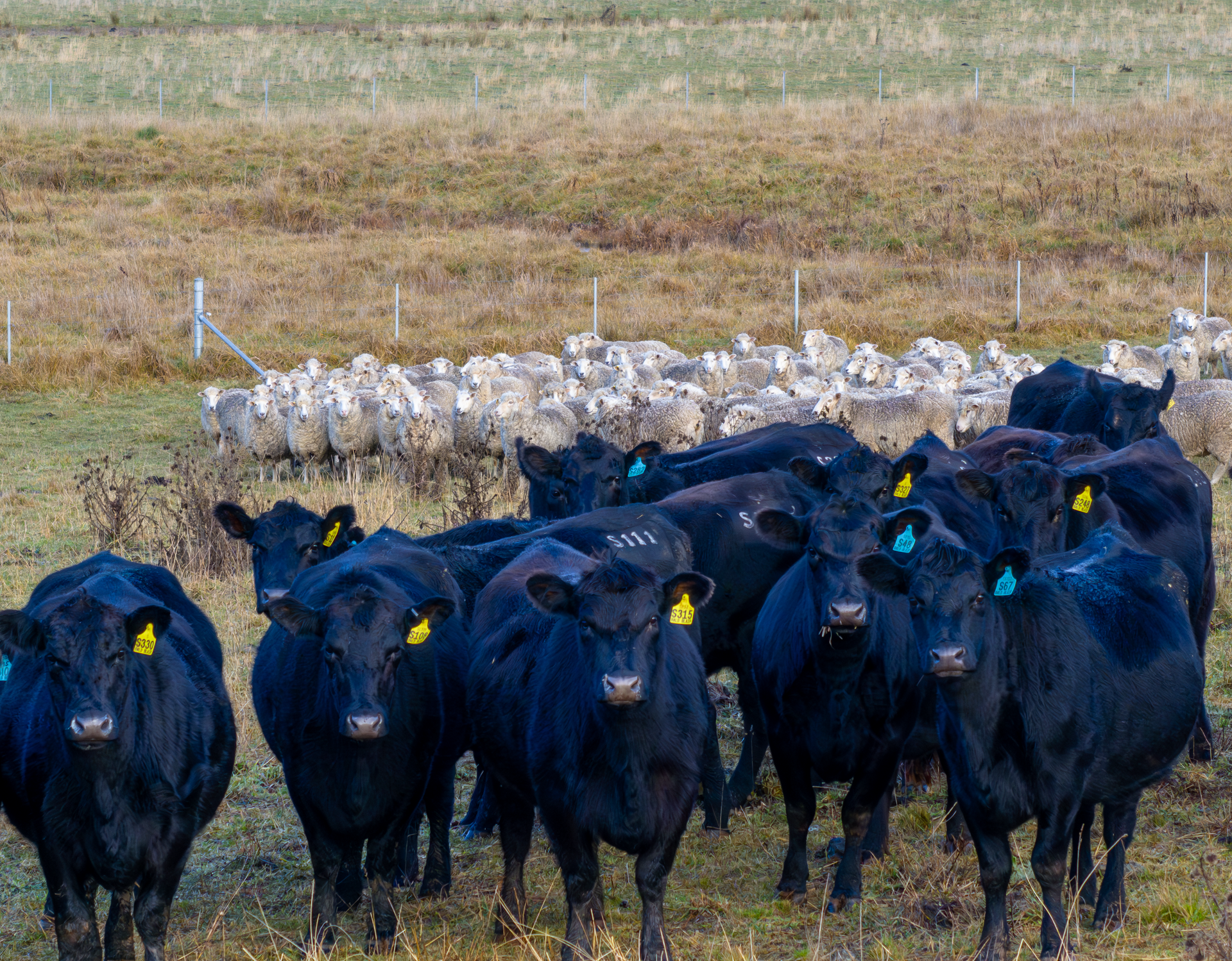 Bald Blair Angus Stud: Bull Sale Tuesday 5th August 2025