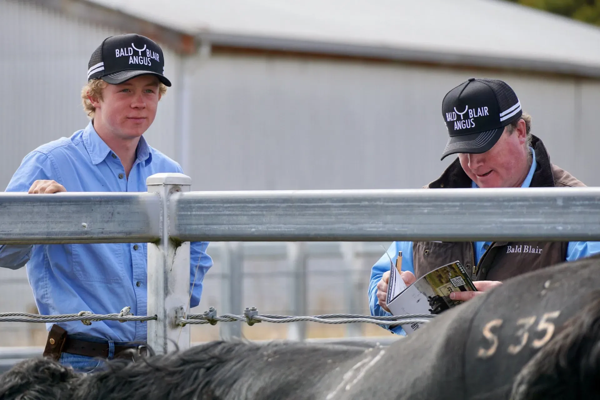 Bald Blair Angus