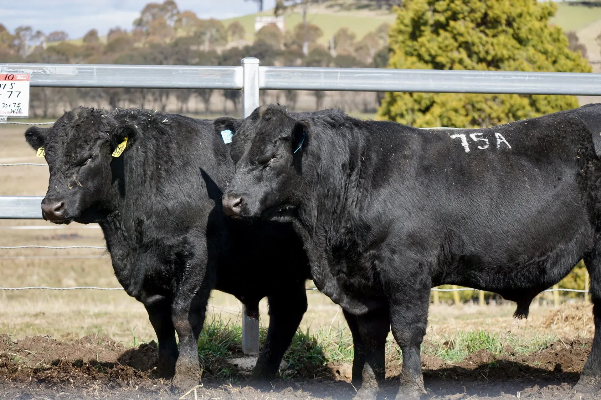 Bald Blair Angus