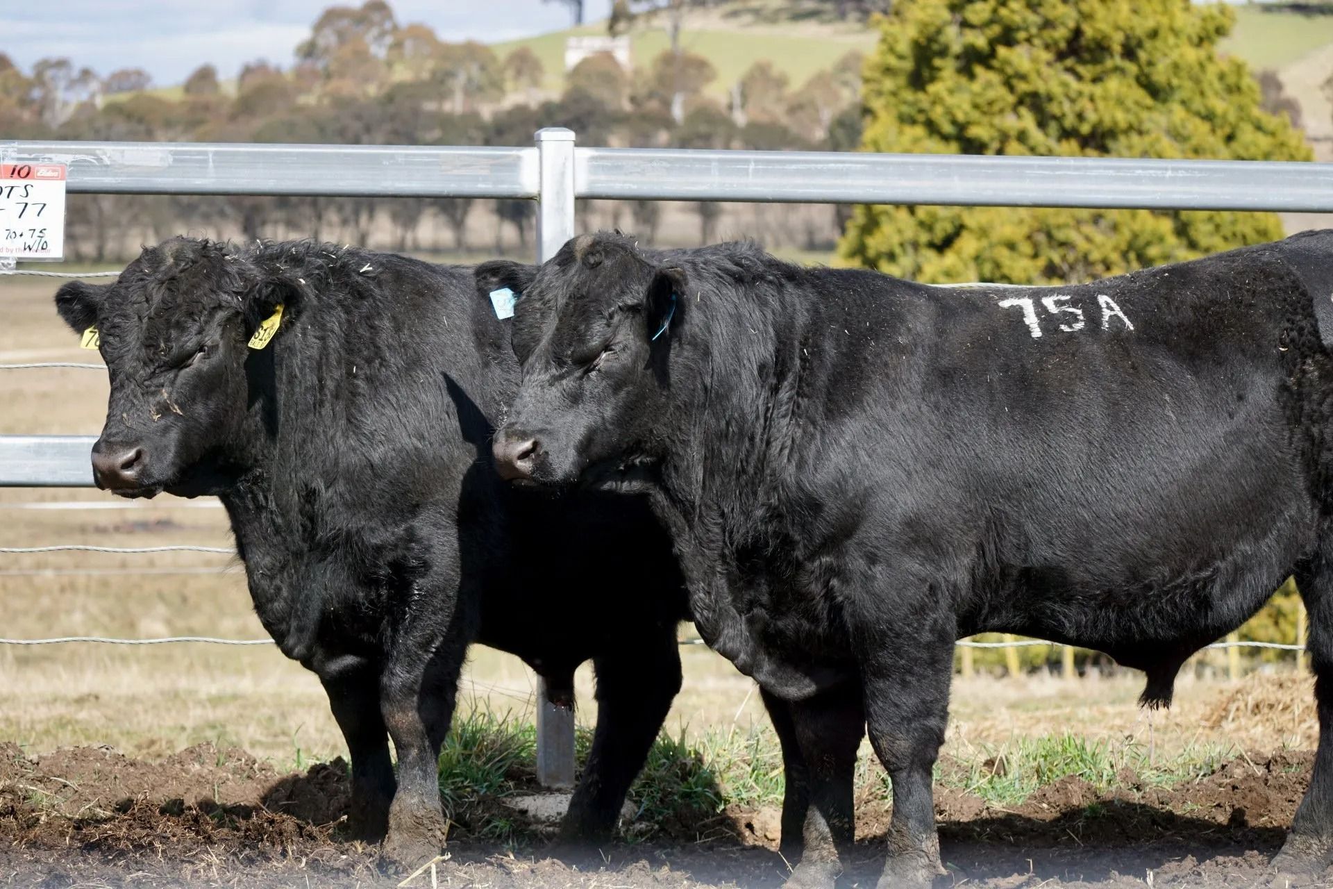 Bald Blair angus