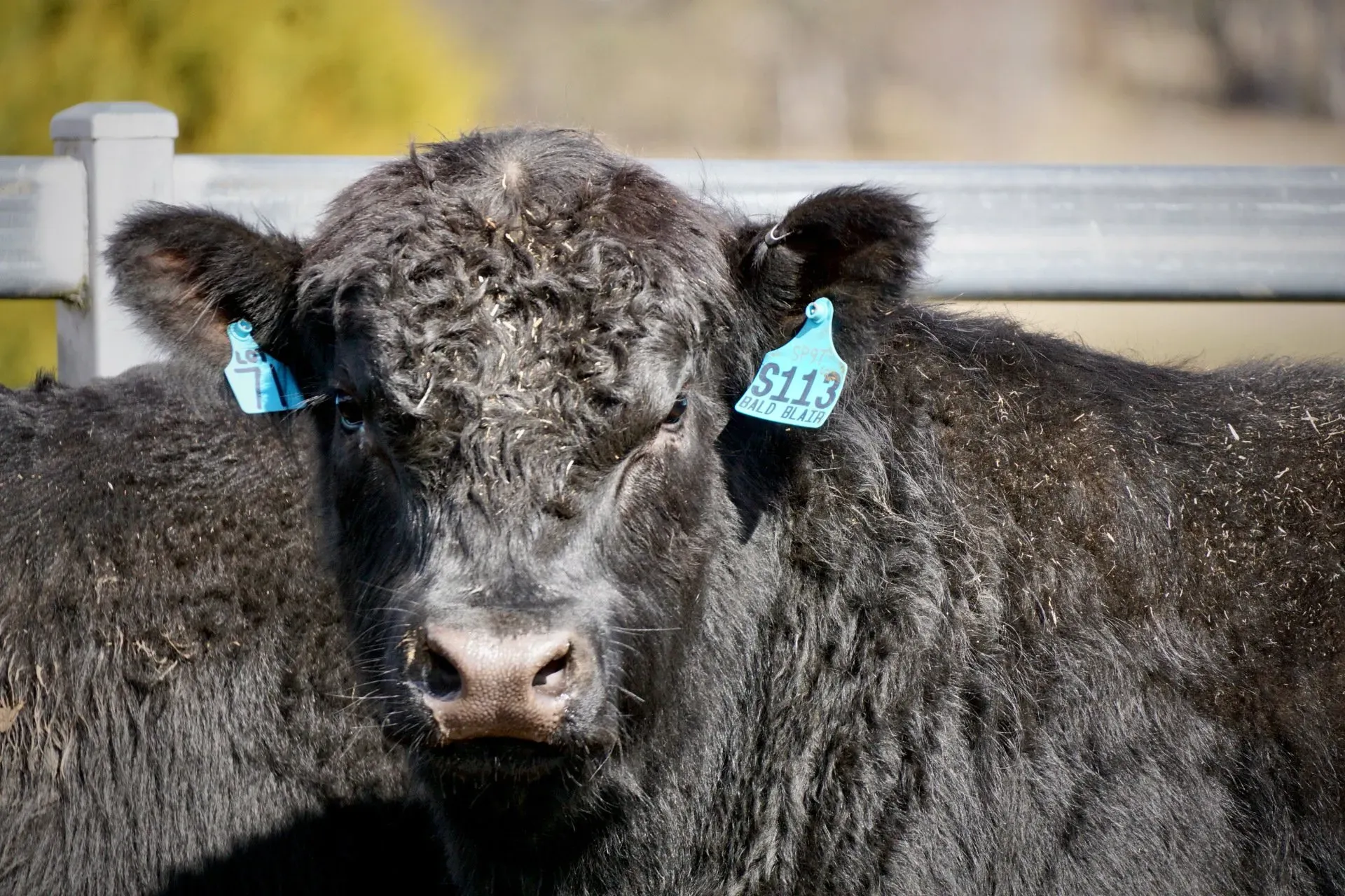 Bald Blair Angus