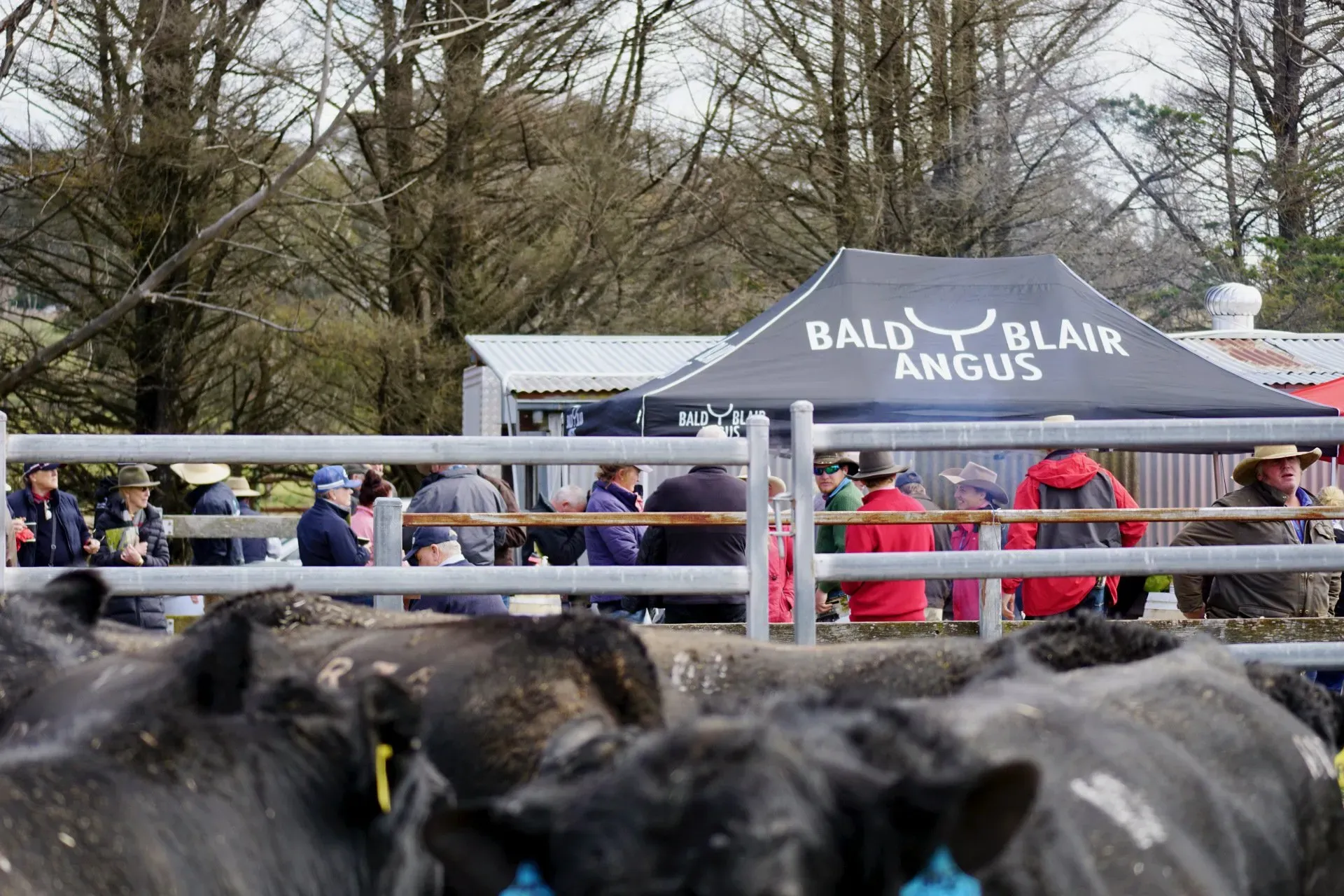 Bald Blair Angus