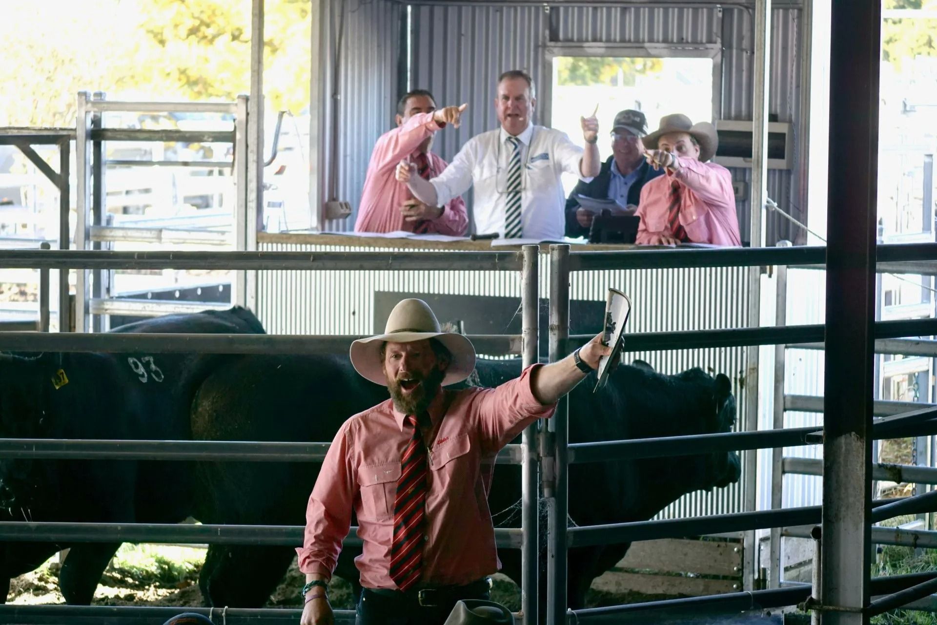 Bald Blair angus