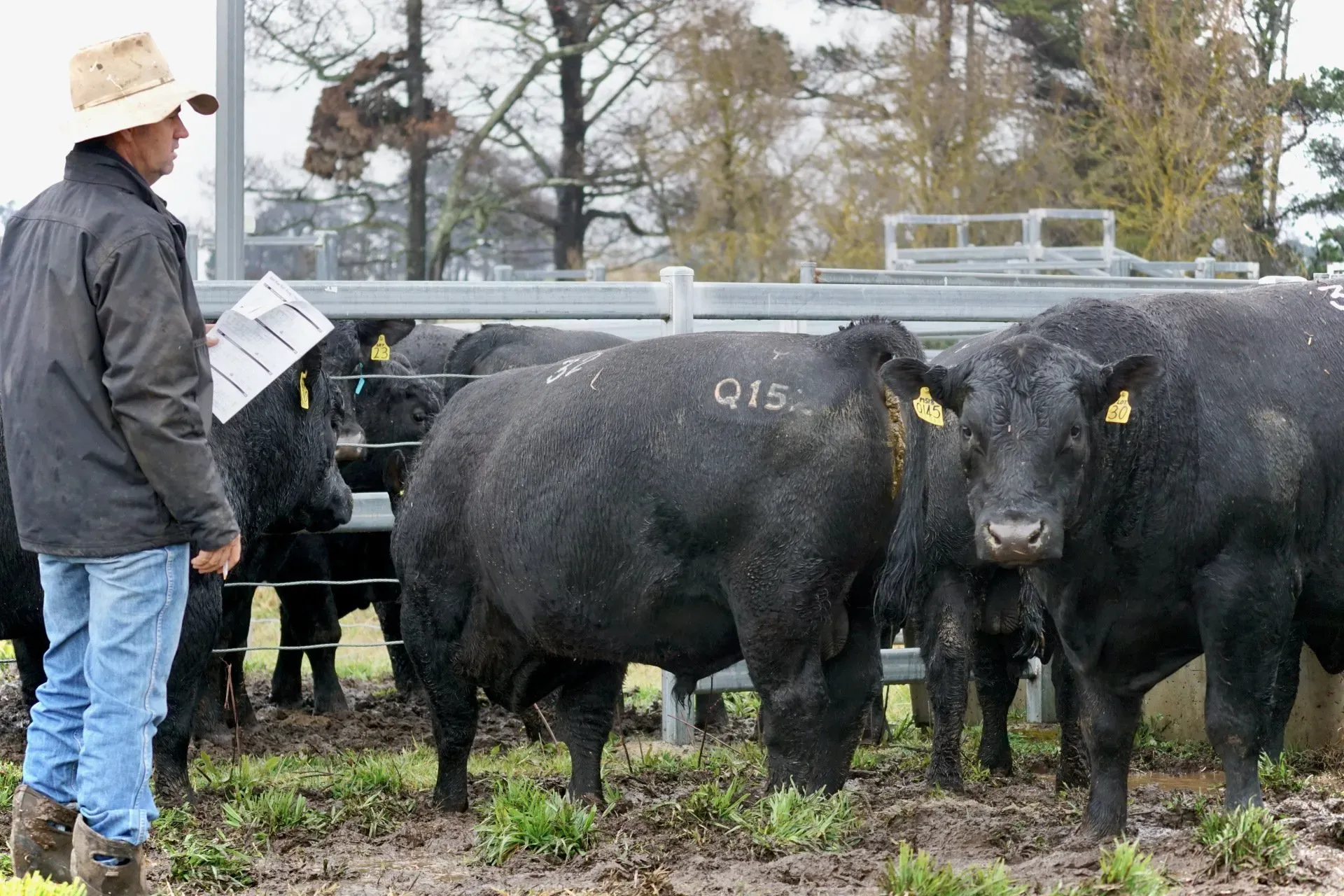 Bald Blair Angus