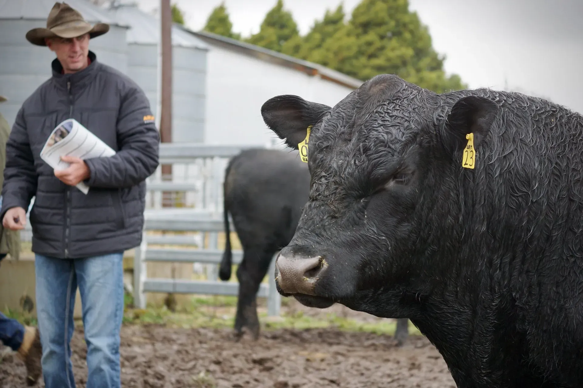Bald Blair Angus