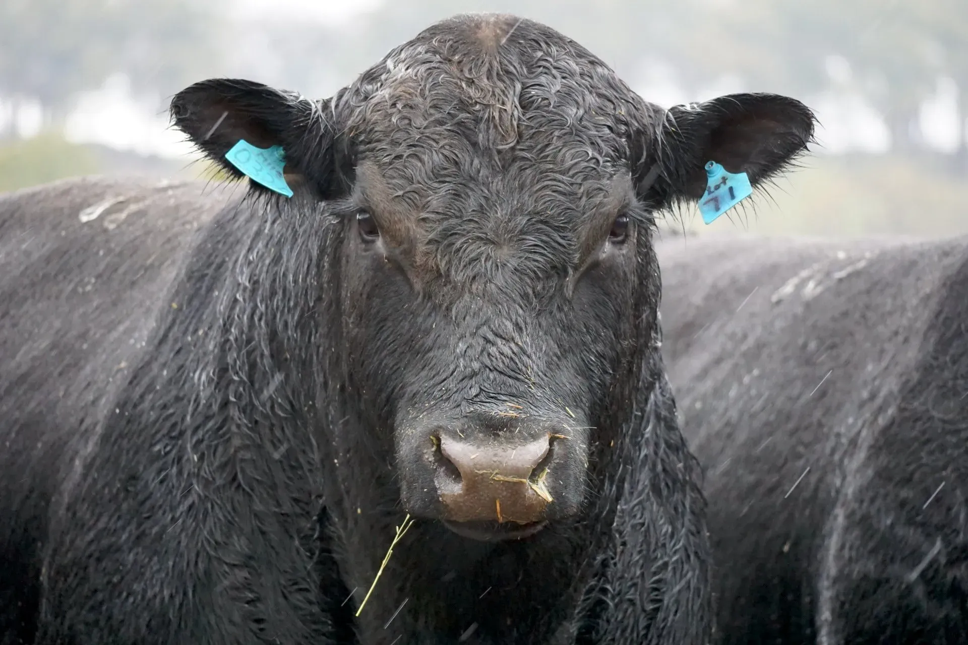 Bald Blair Angus