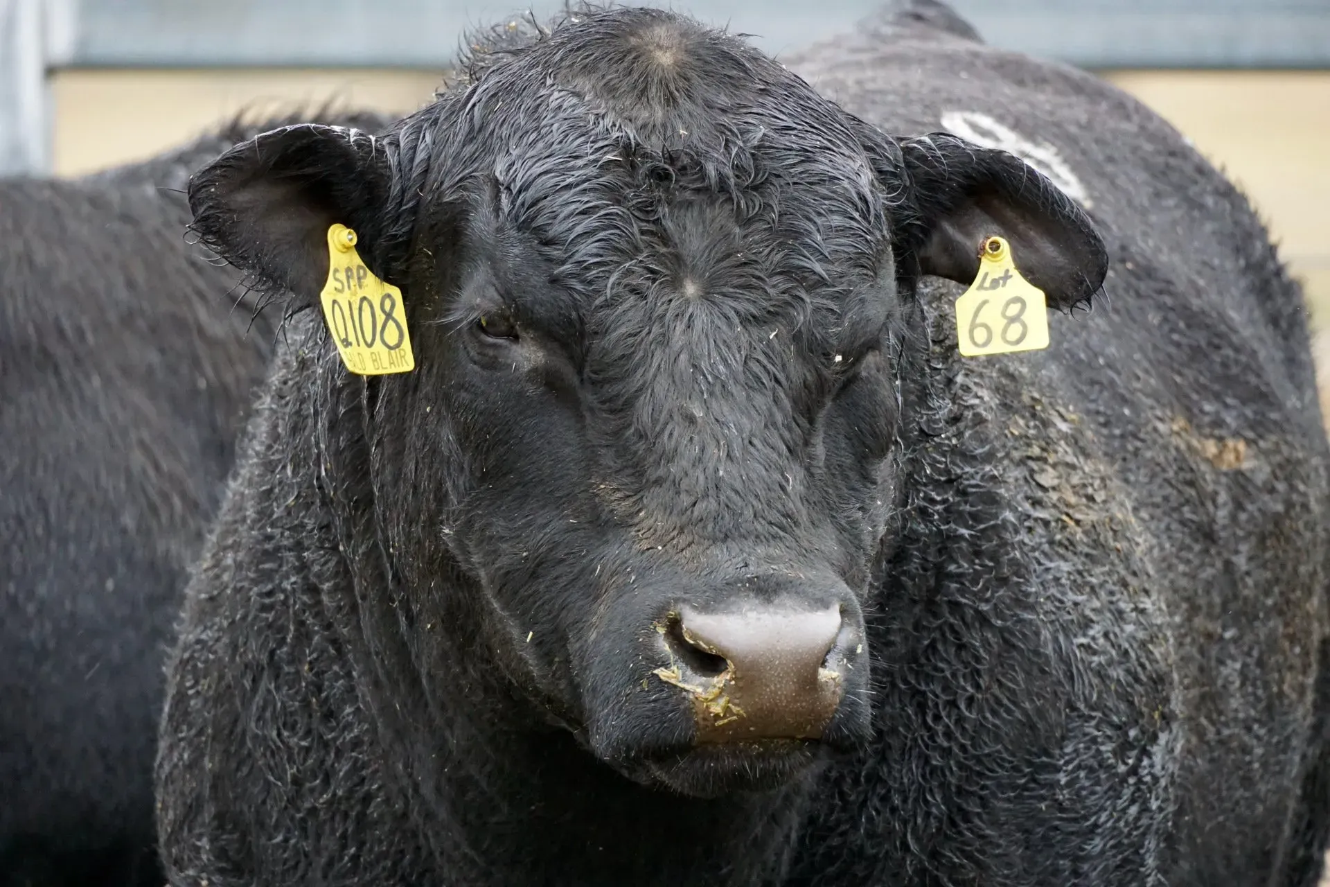 Bald Blair Angus