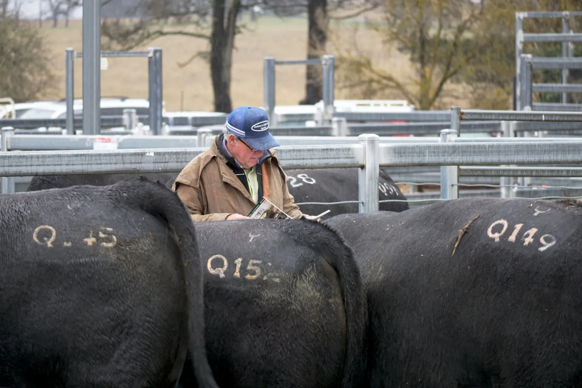 Bald Blair Angus