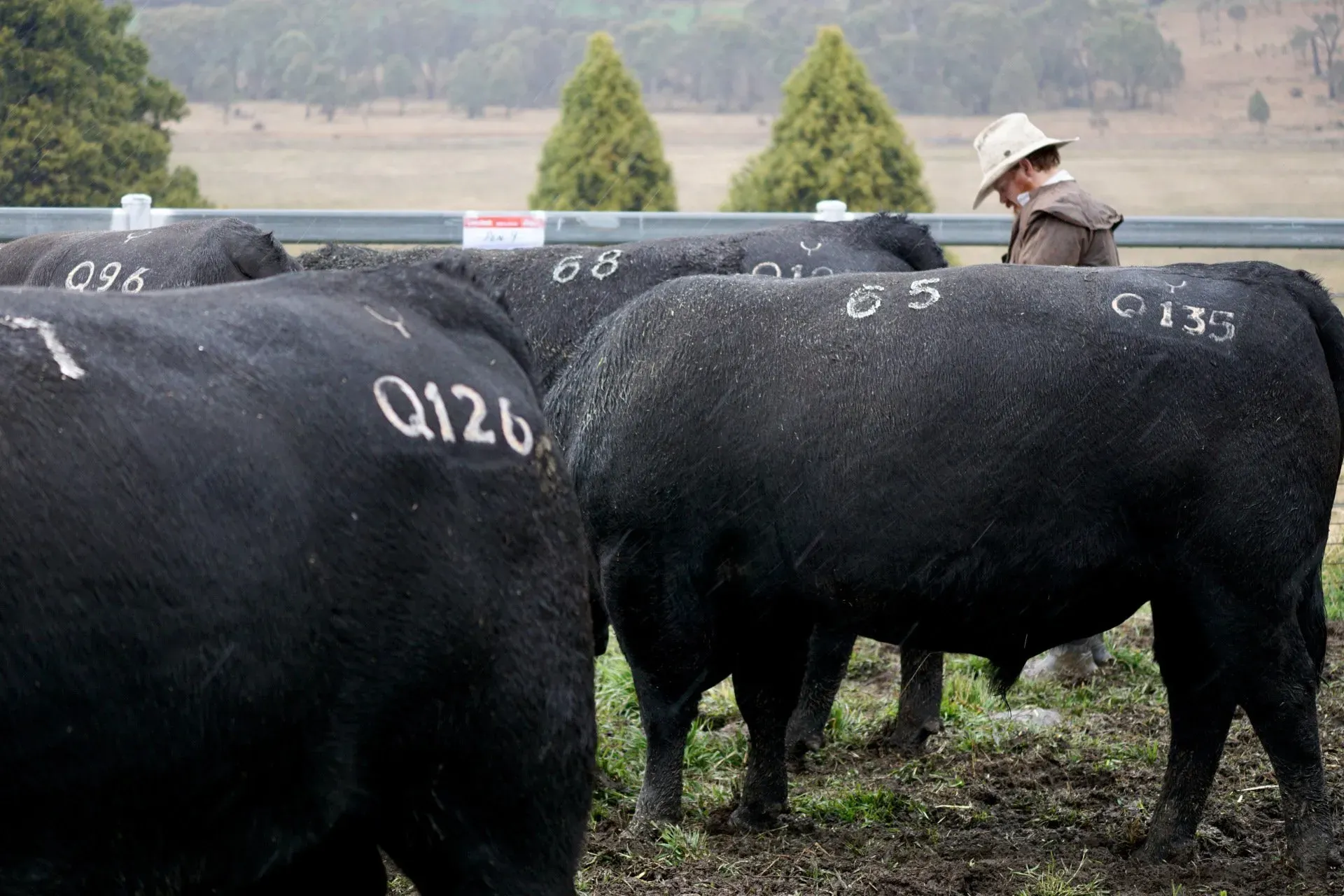 Bald Blair Angus