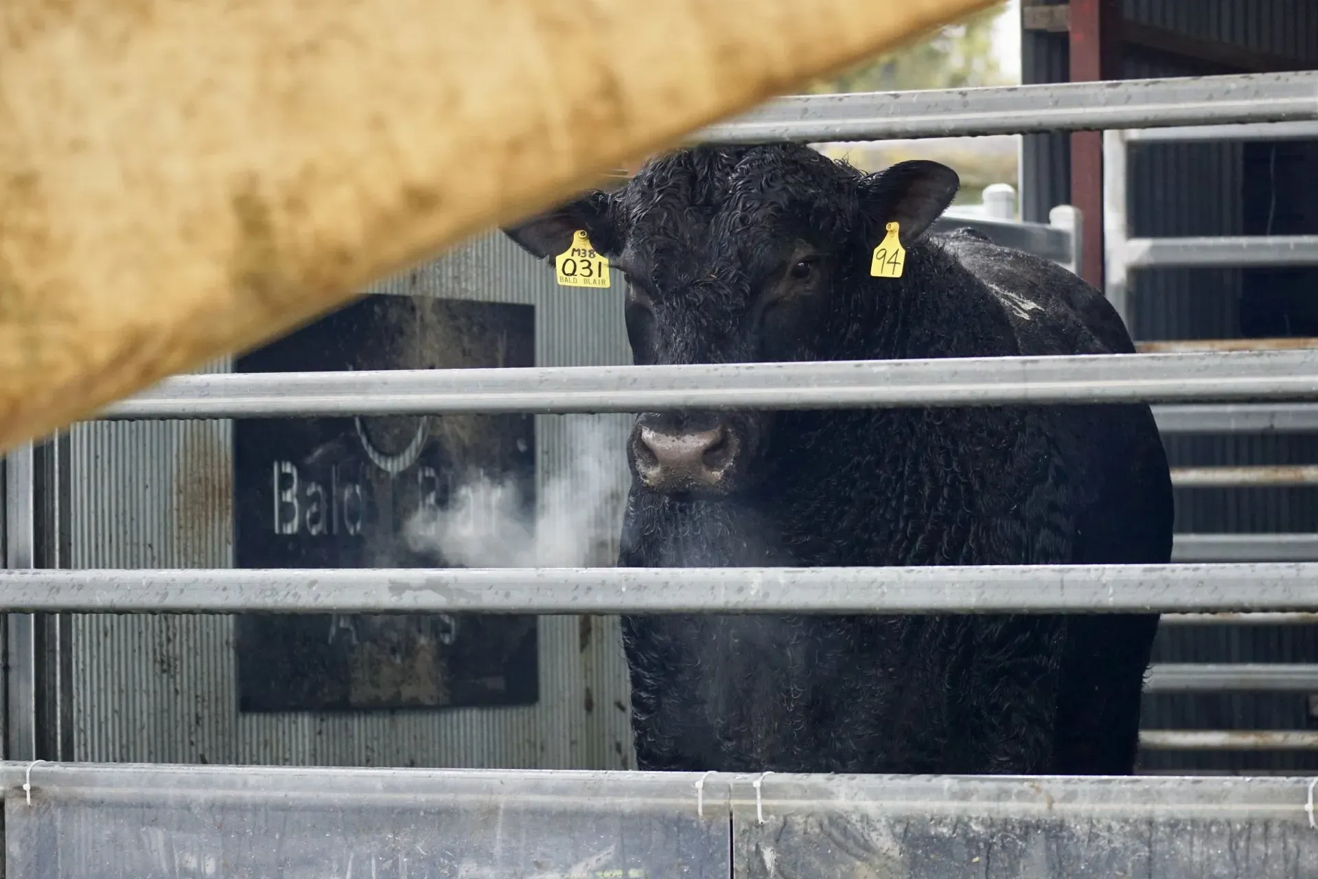 Bald Blair Angus
