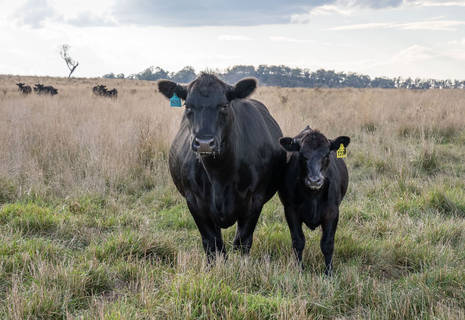 Bald Blair Angus Stud. Bull Sale Tuesday 5th August 2025.