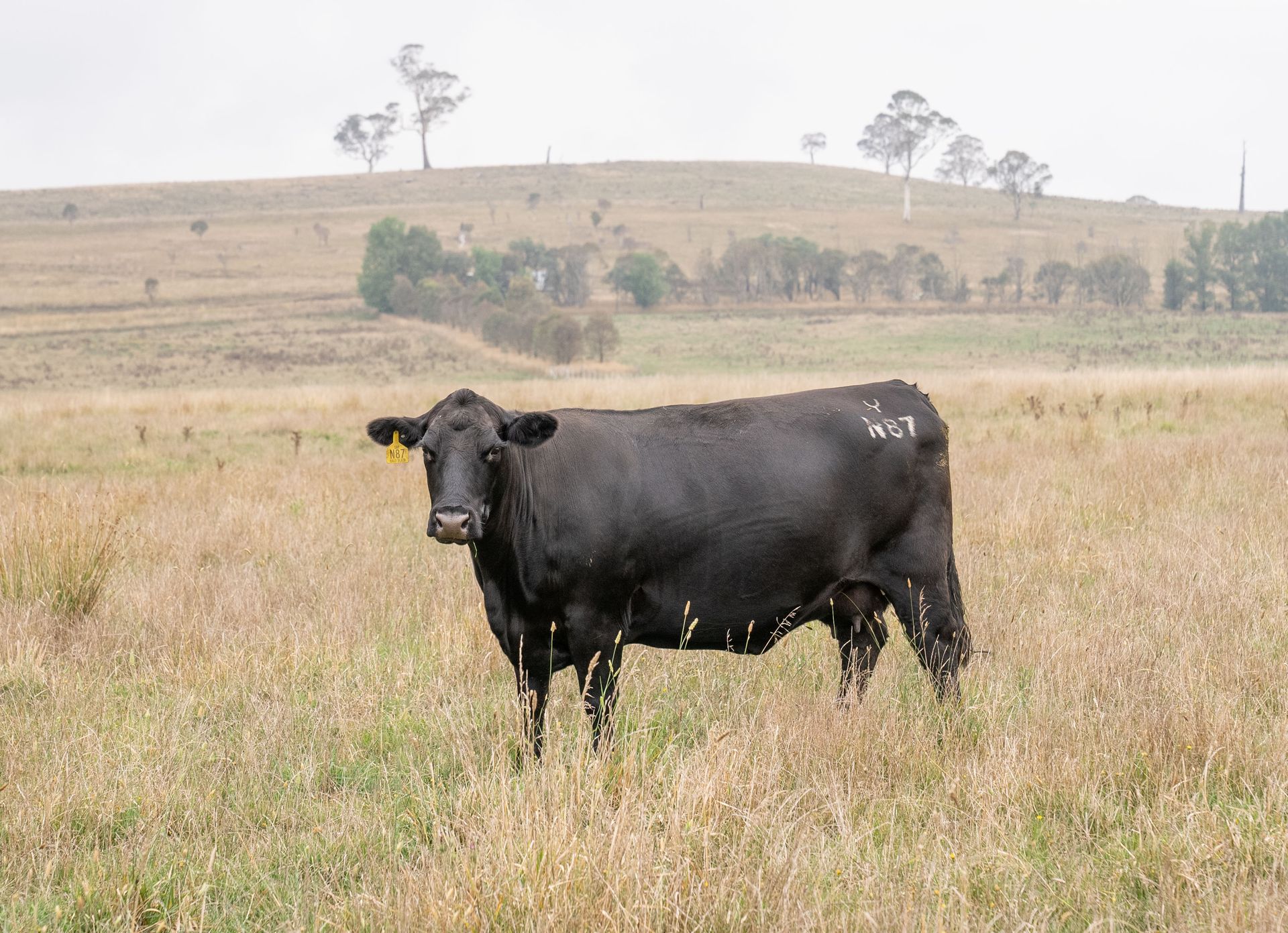 Bald Blair Angus Stud. Bull Sale Tuesday 5th August 2025.