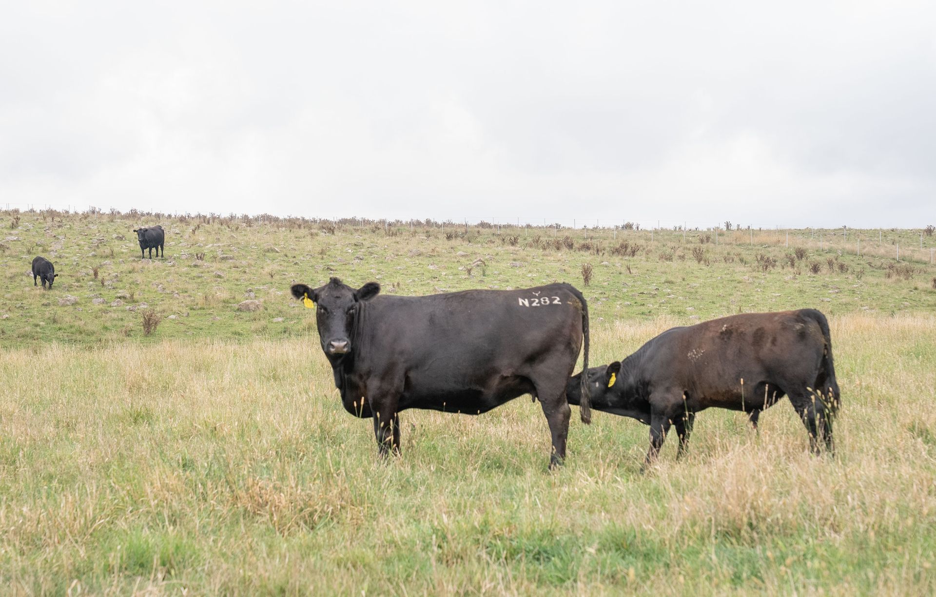 Bald Blair Angus Stud. Bull Sale Tuesday 5th August 2025.