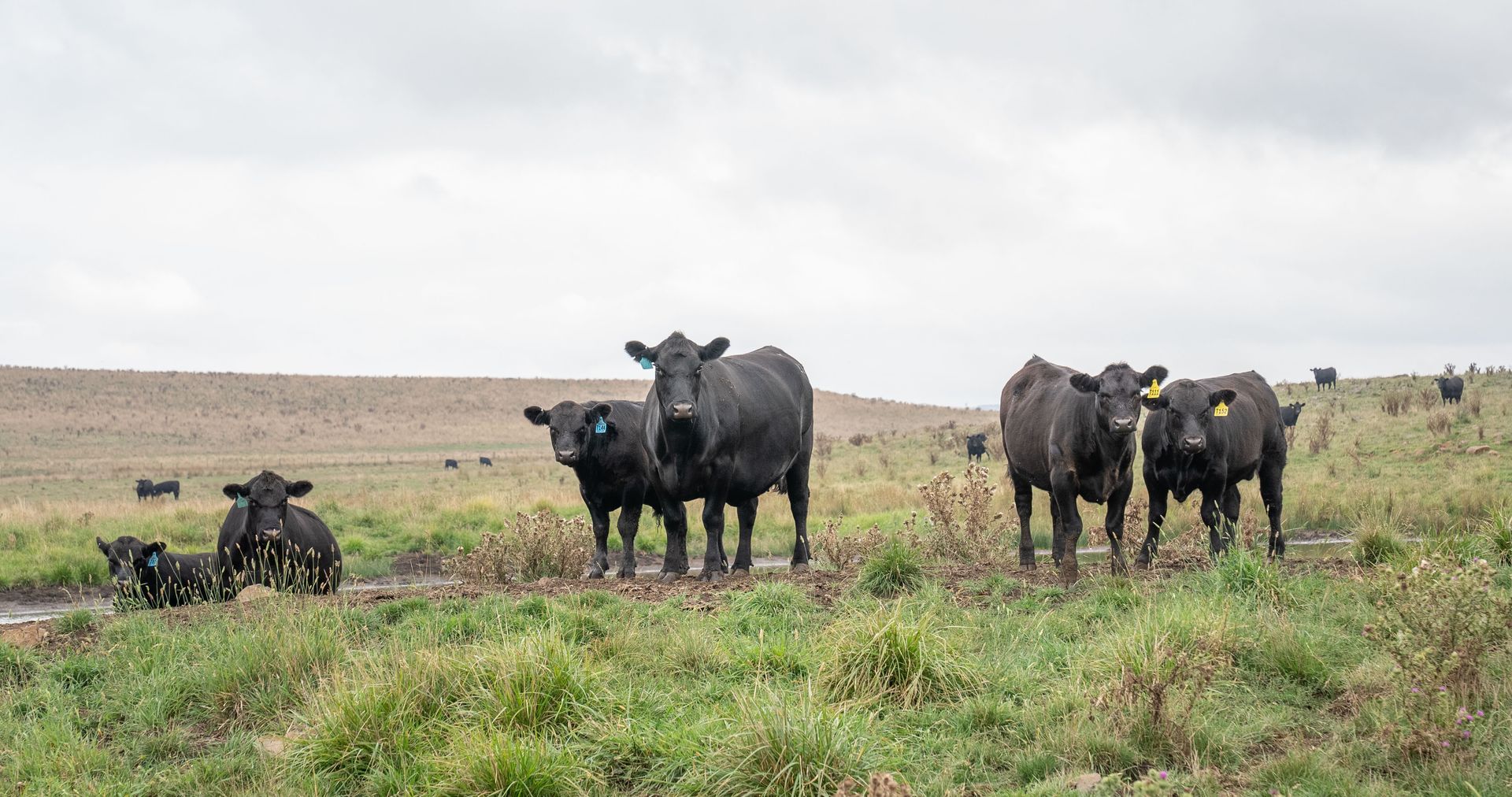 Bald Blair Angus Stud. Bull Sale Tuesday 5th August 2025.