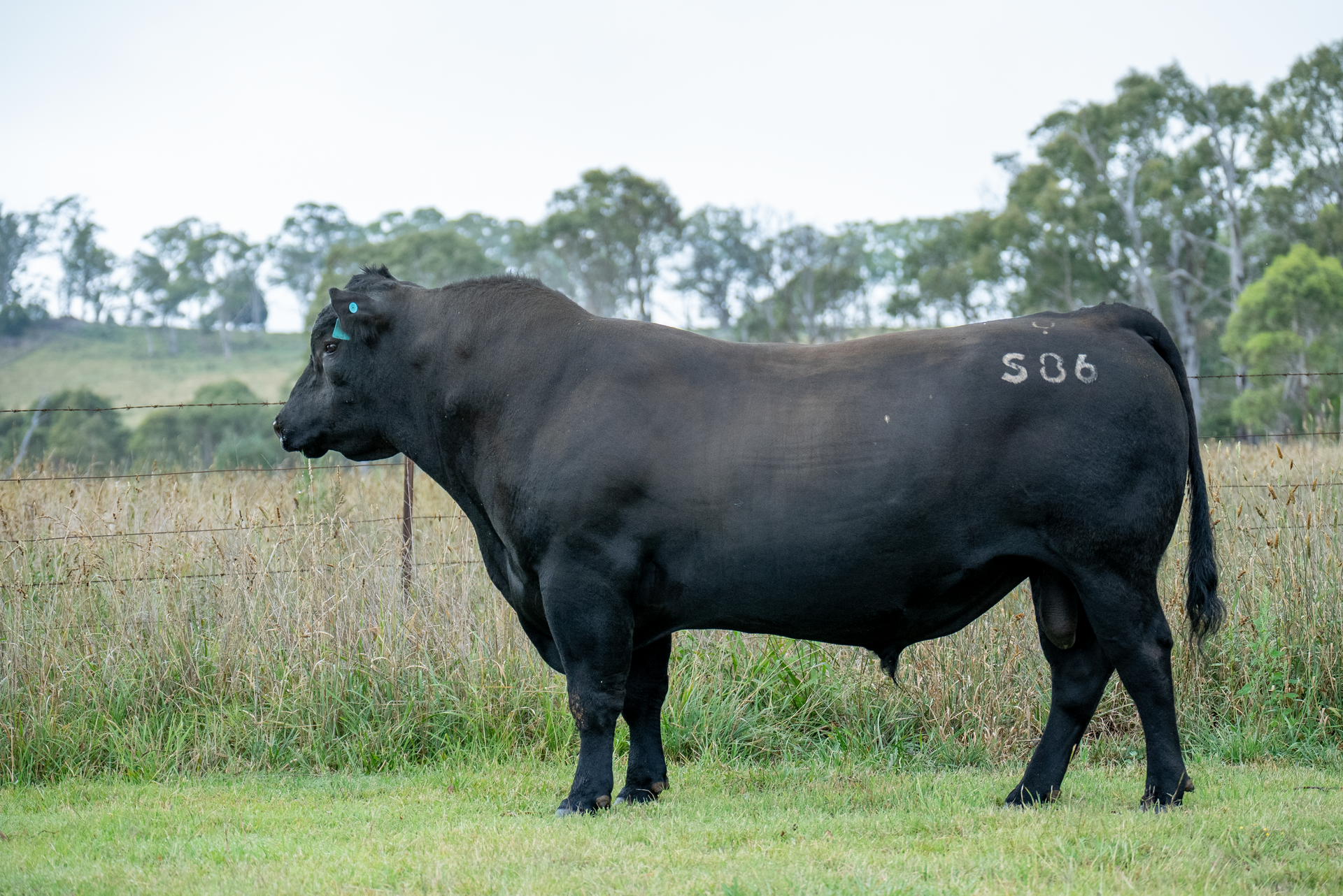 Bald Blair Angus Stud: Bull Sale Tuesday 5th August 2025