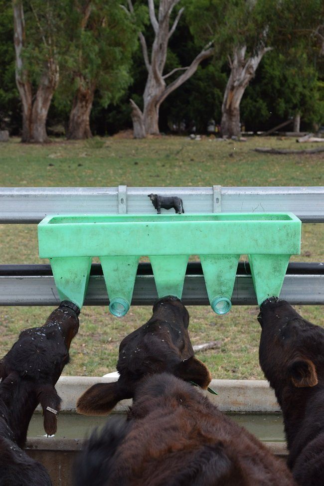 Poddy Calves