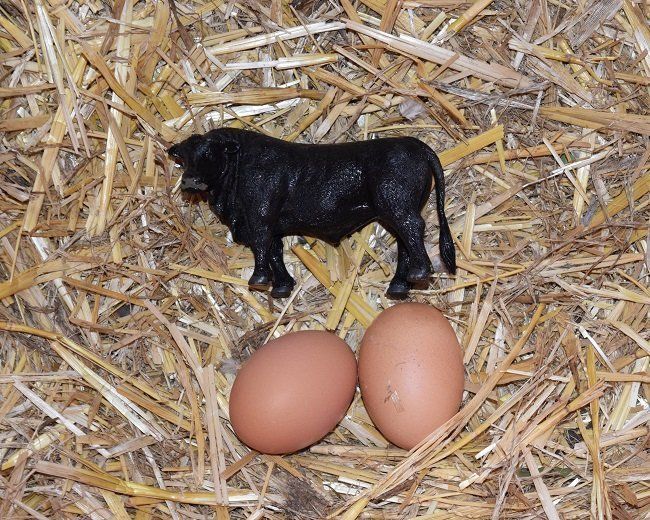 Chooks eggs