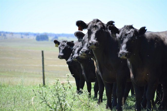 Bald Blair Angus