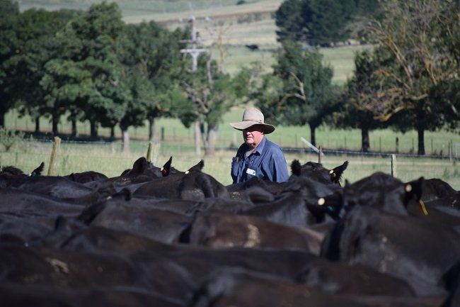 Bald Blair Angus