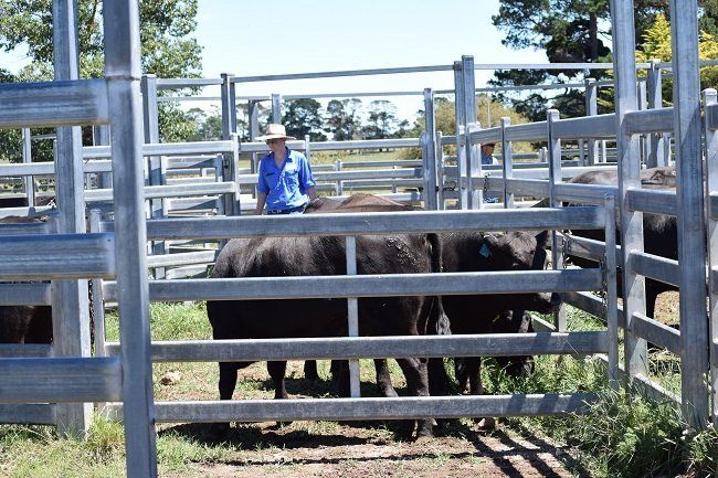 Bald Blair Angus