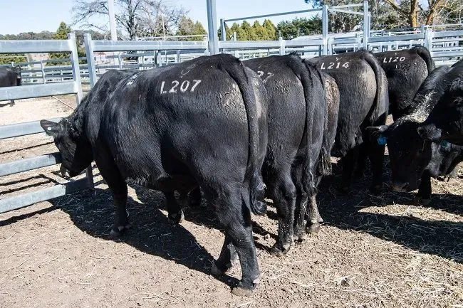 Bald Blair Angus