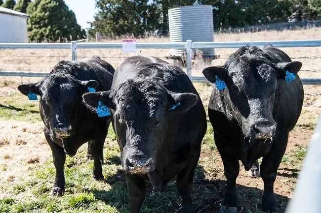 Bald Blair Angus