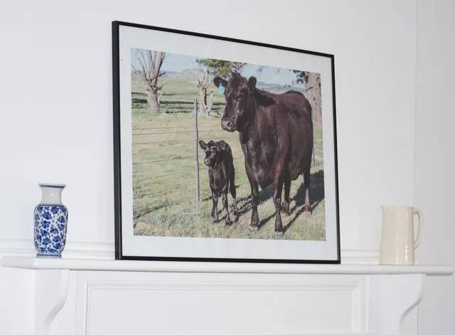 Bald Blair Angus