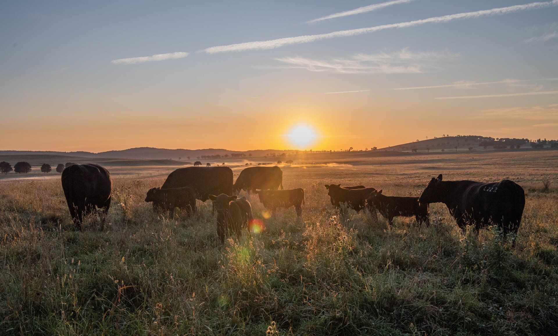 bald Blair angus