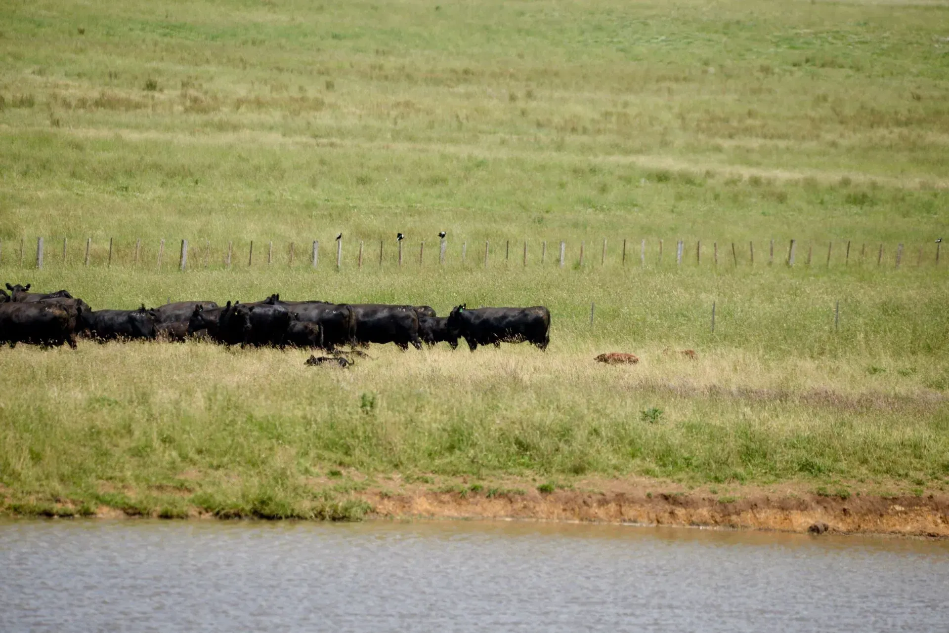 Bald Blair Angus