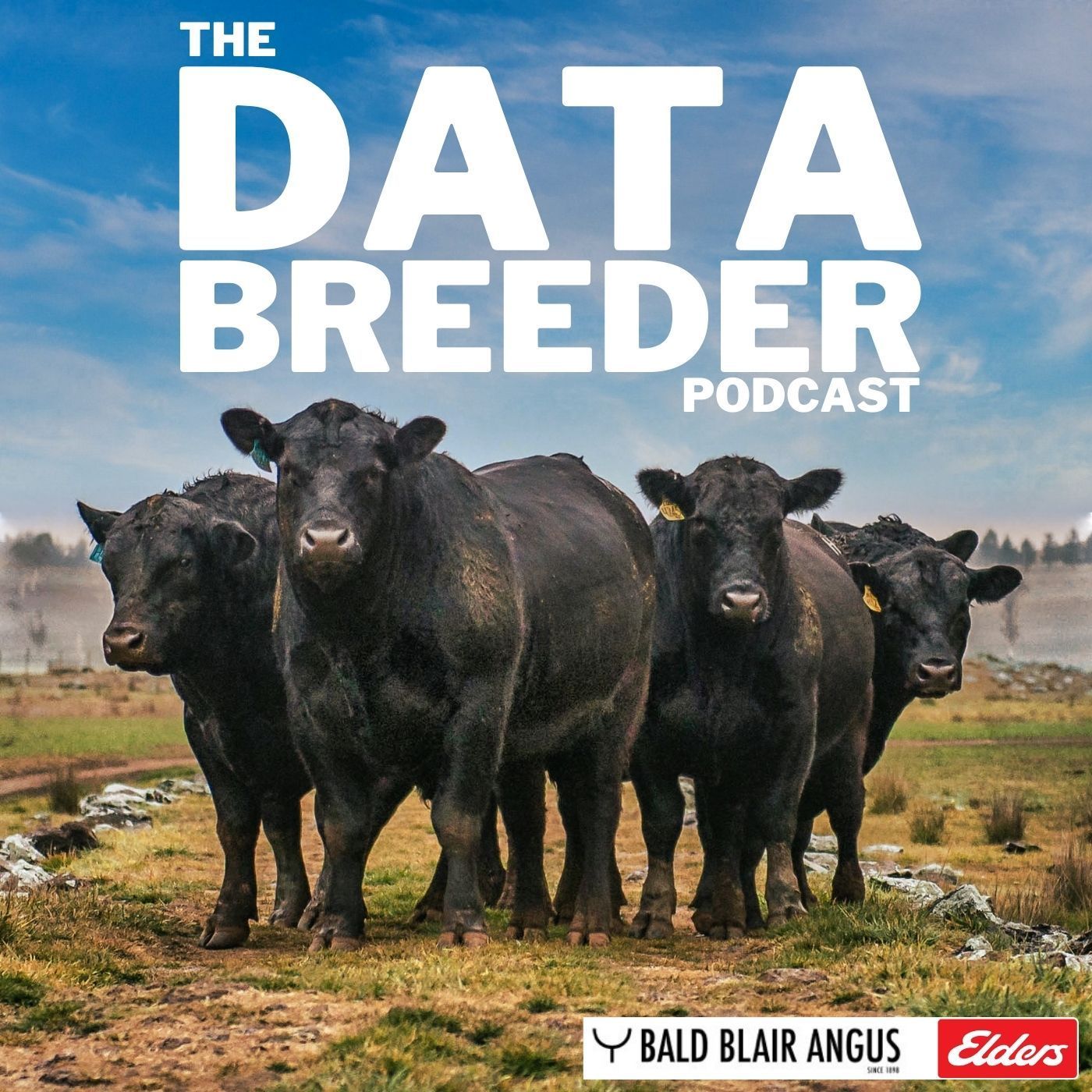 Bald Blair Angus Stud: Bull Sale Tuesday 5th August 2025