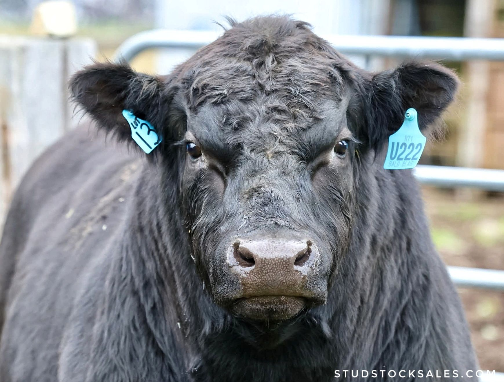 The June 2026 Boundary Rider's Report from Bald Blair Angus