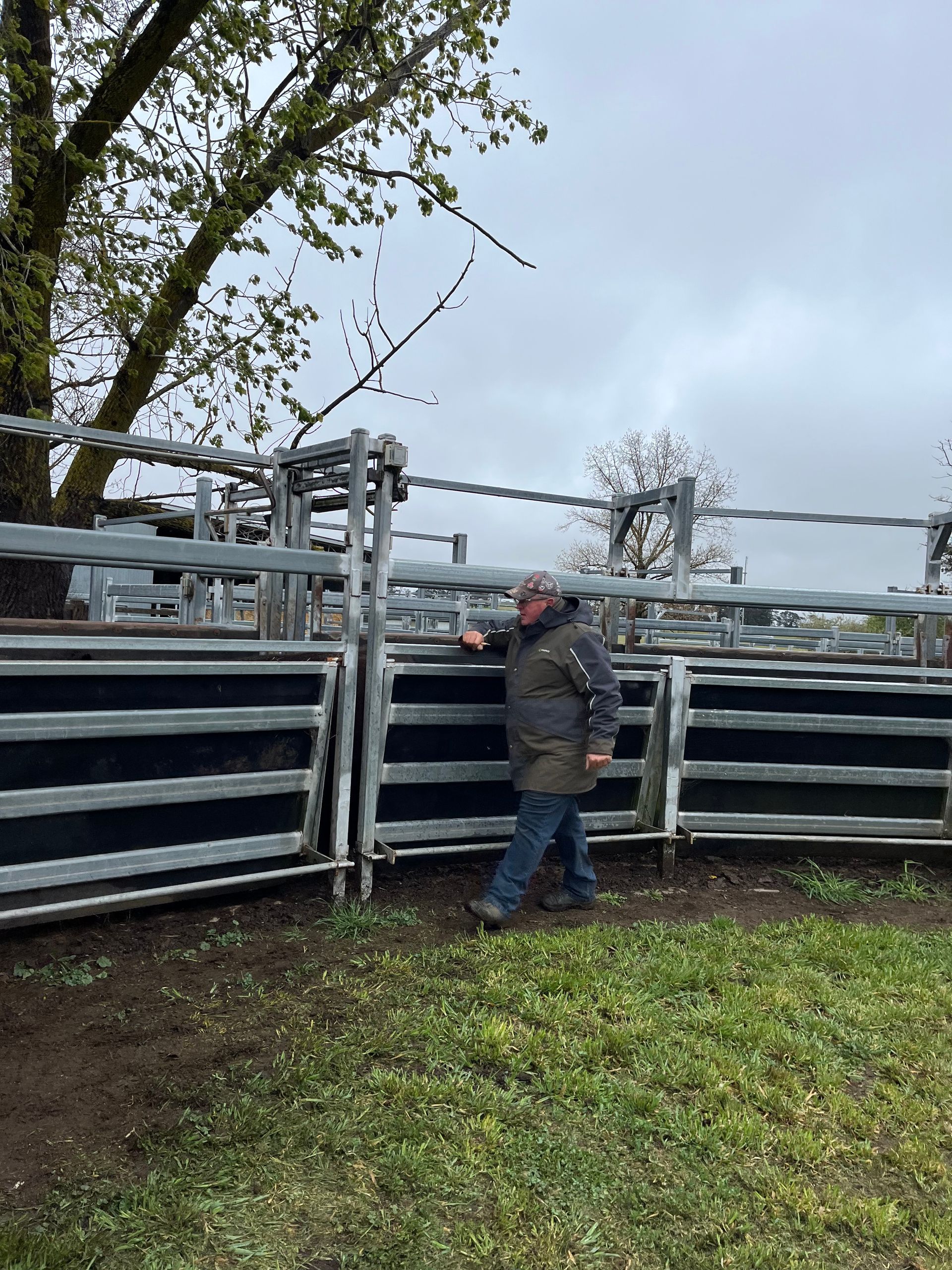 Bald Blair Angus Stud. Bull Sale Tuesday 5th August 2025.