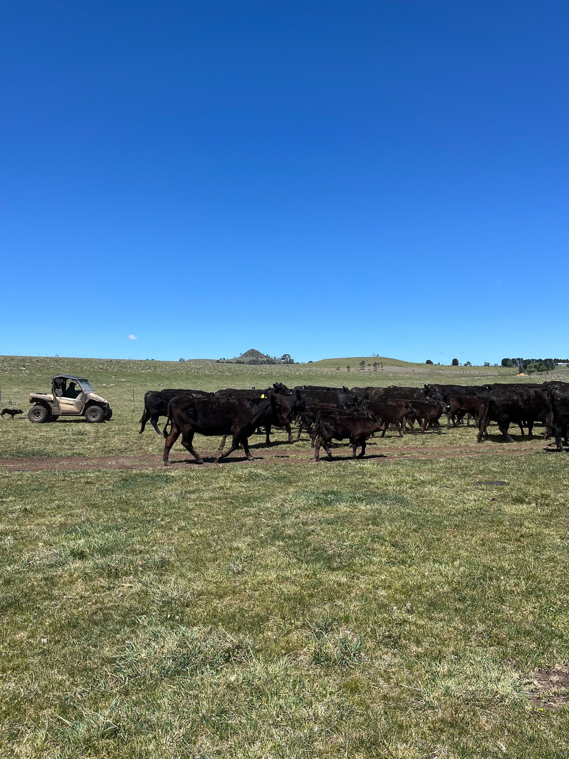 Bald Blair Angus Stud. Bull Sale Tuesday 5th August 2025.