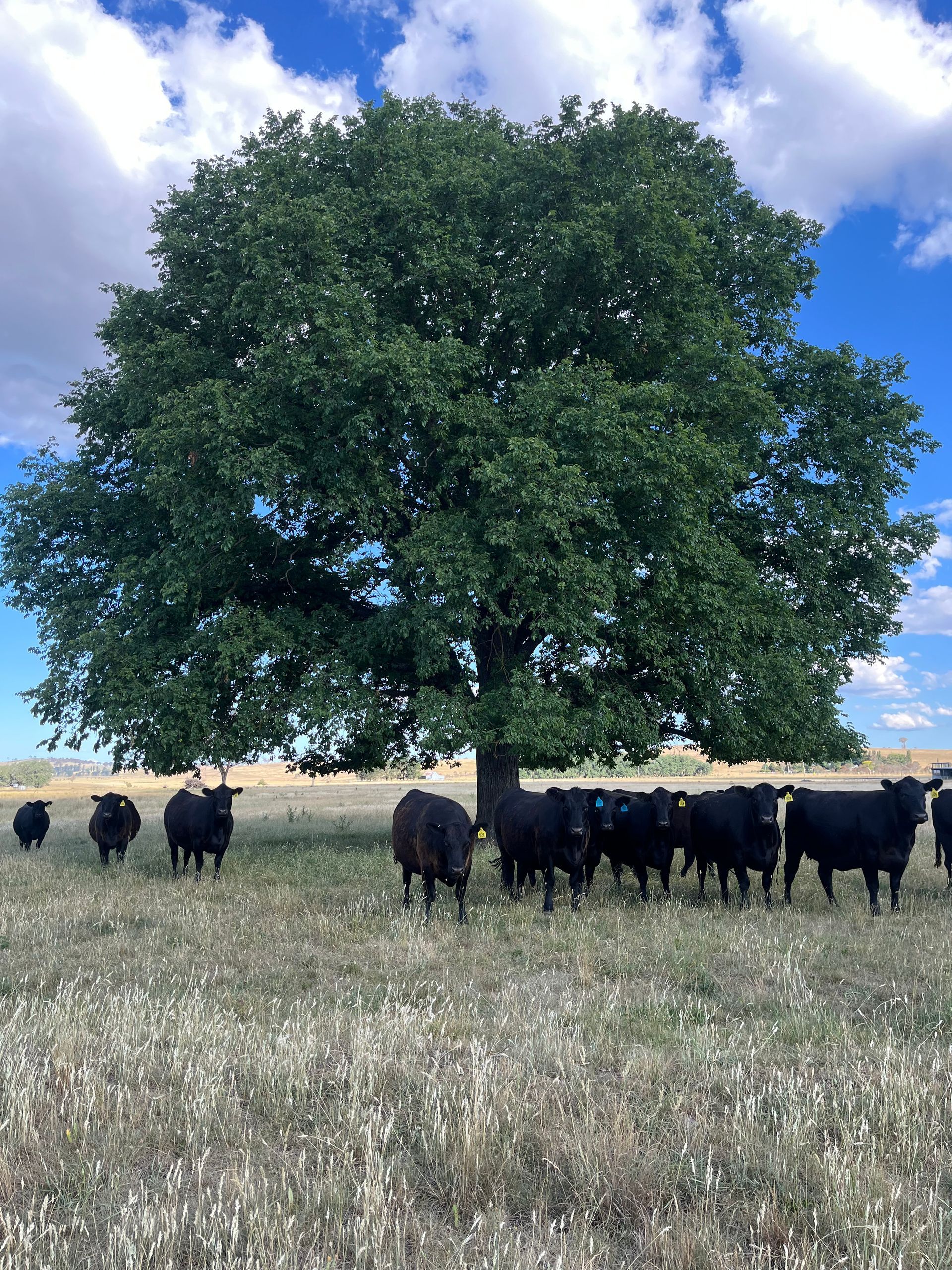 Bald Blair Angus Stud: Bull Sale Tuesday 5th August 2025