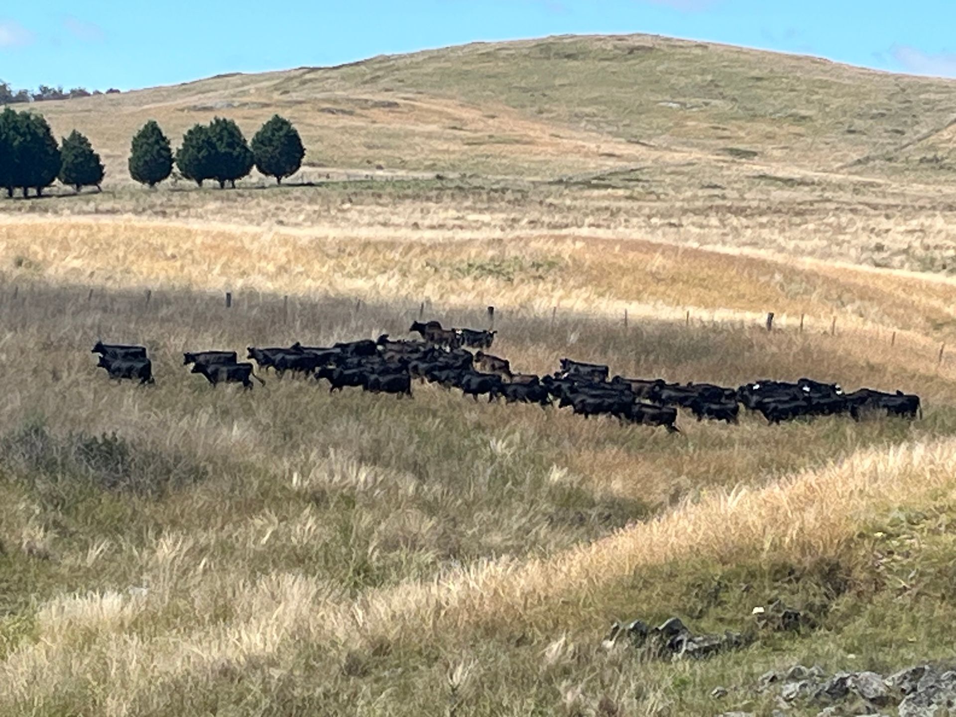 commercial heifers