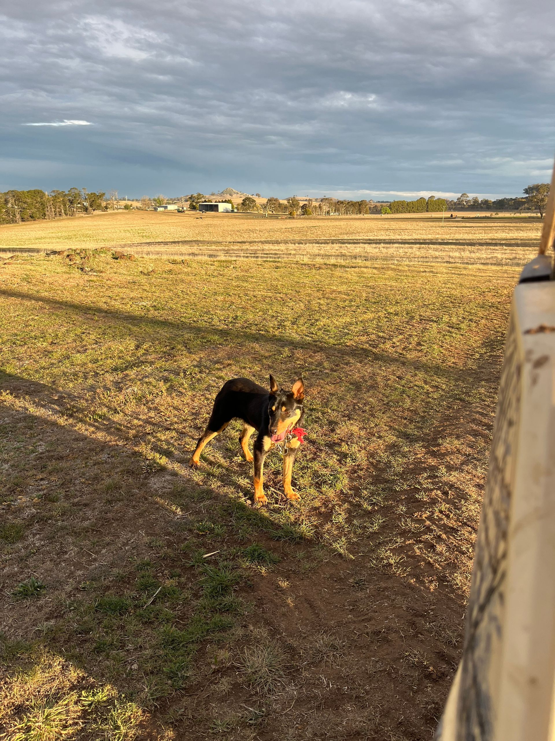 Bald Blair Angus Blog:  Selling Bald Blair bloodlines? Find out how we can help promote your sale,