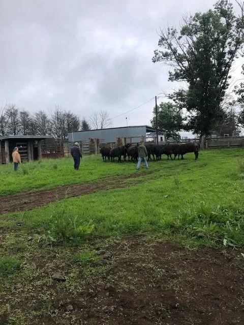 Bald Blair Angus