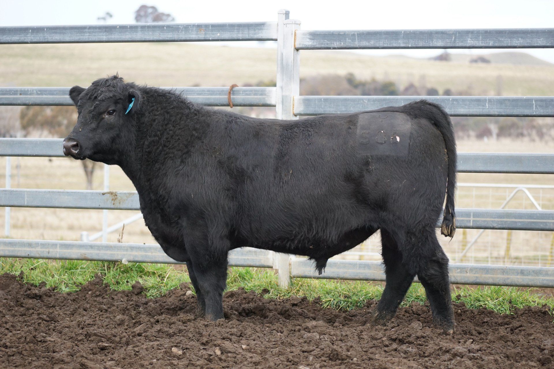 bald Blair angus
