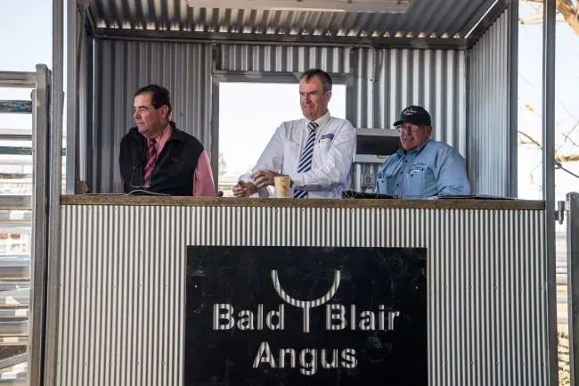 Bald Blair Angus