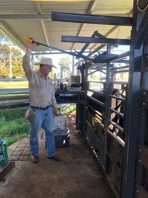 Bald Blair Angus