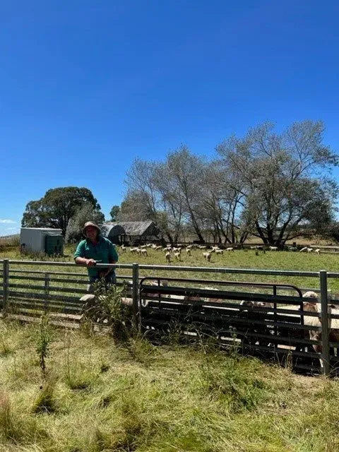 Bald Blair Angus