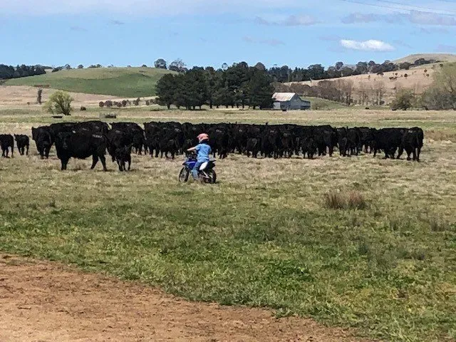 Bald Blair Angus
