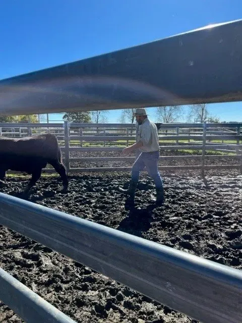 Bald Blair Angus