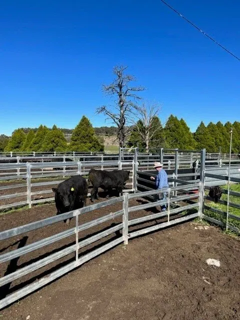 Bald Blair Angus