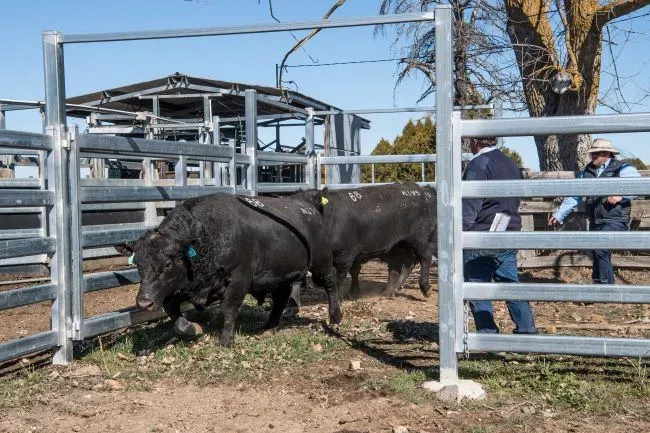 Bald Blair Angus