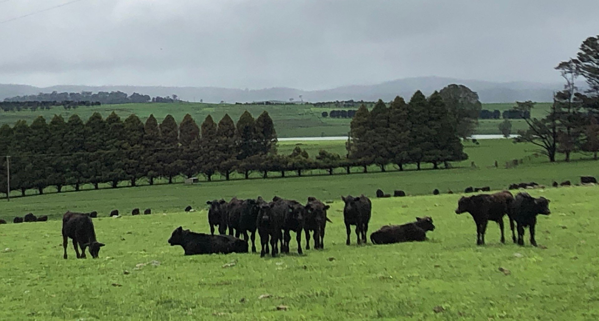 Bald Blair Angus