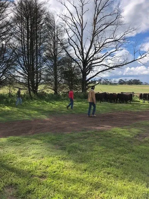 Bald Blair Angus